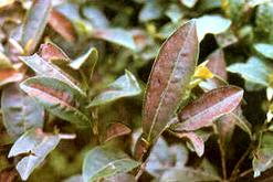 Leaves showing damage symptoms of red spider mite