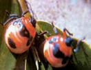 The tea seed bug