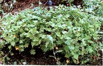 Polygonum runcinatum