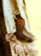 Larva of red borer]